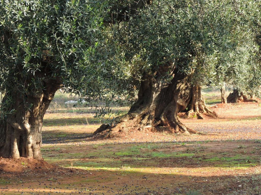 B&B Le Comari Salentine Lecce Esterno foto